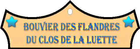 SITE WEB ELEVAGE DU CLOS DE LA LUETTE SPECIALISE POUR LE BOUVIER DES FLANDRES © COPYRIGHT DEPOSE